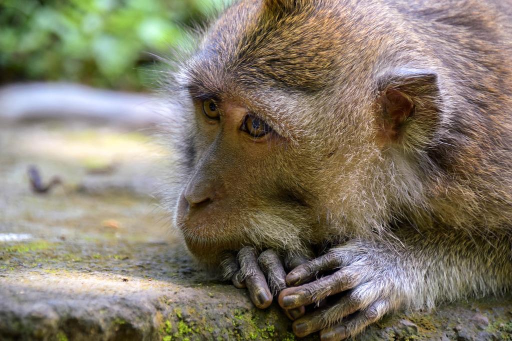 Rahayu Suites Monkey Forest Ubud Екстер'єр фото